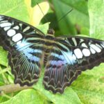 Joy-WRPI 257